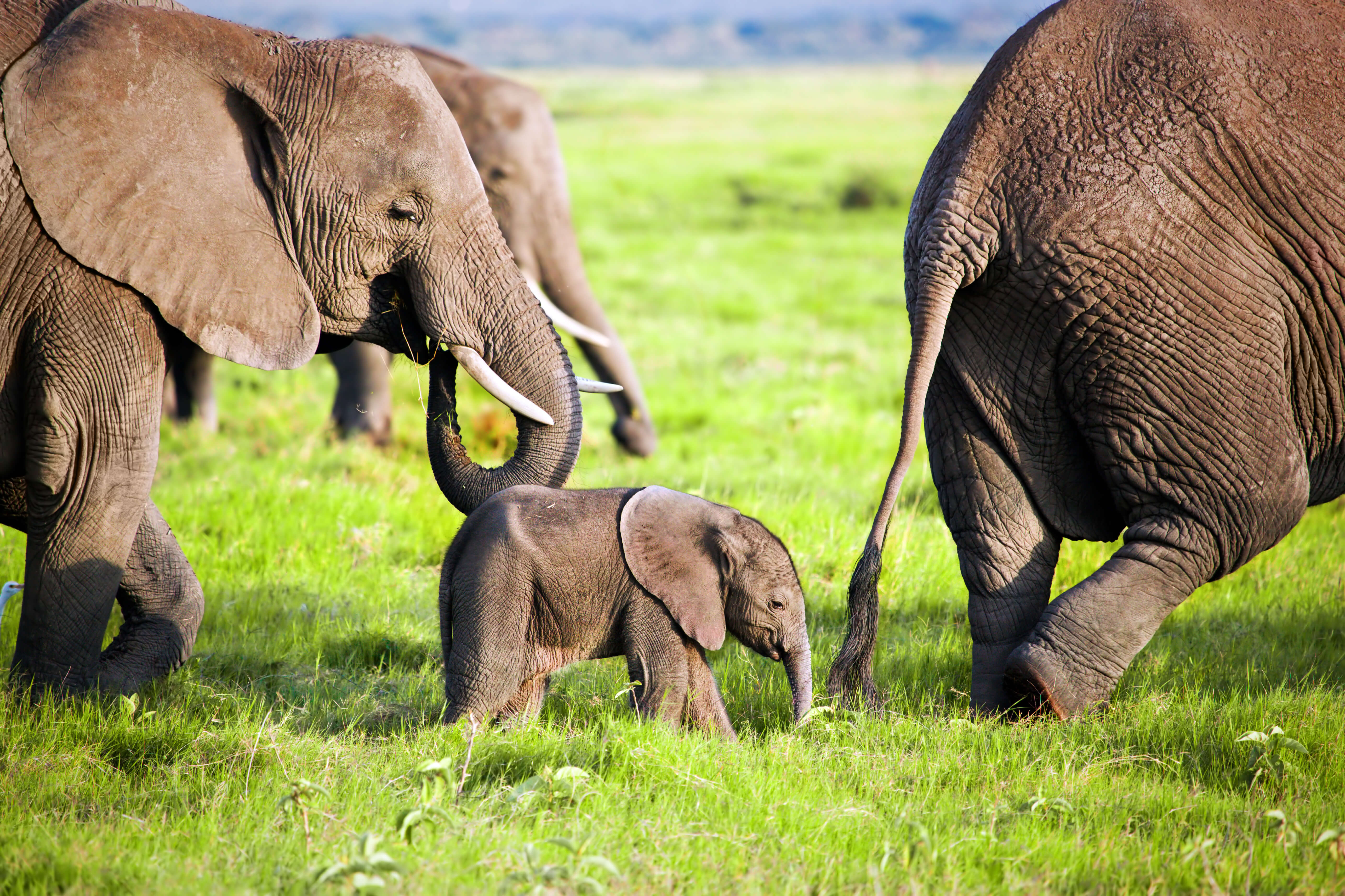 Baby elephants need their vaccinations, too - TMC News