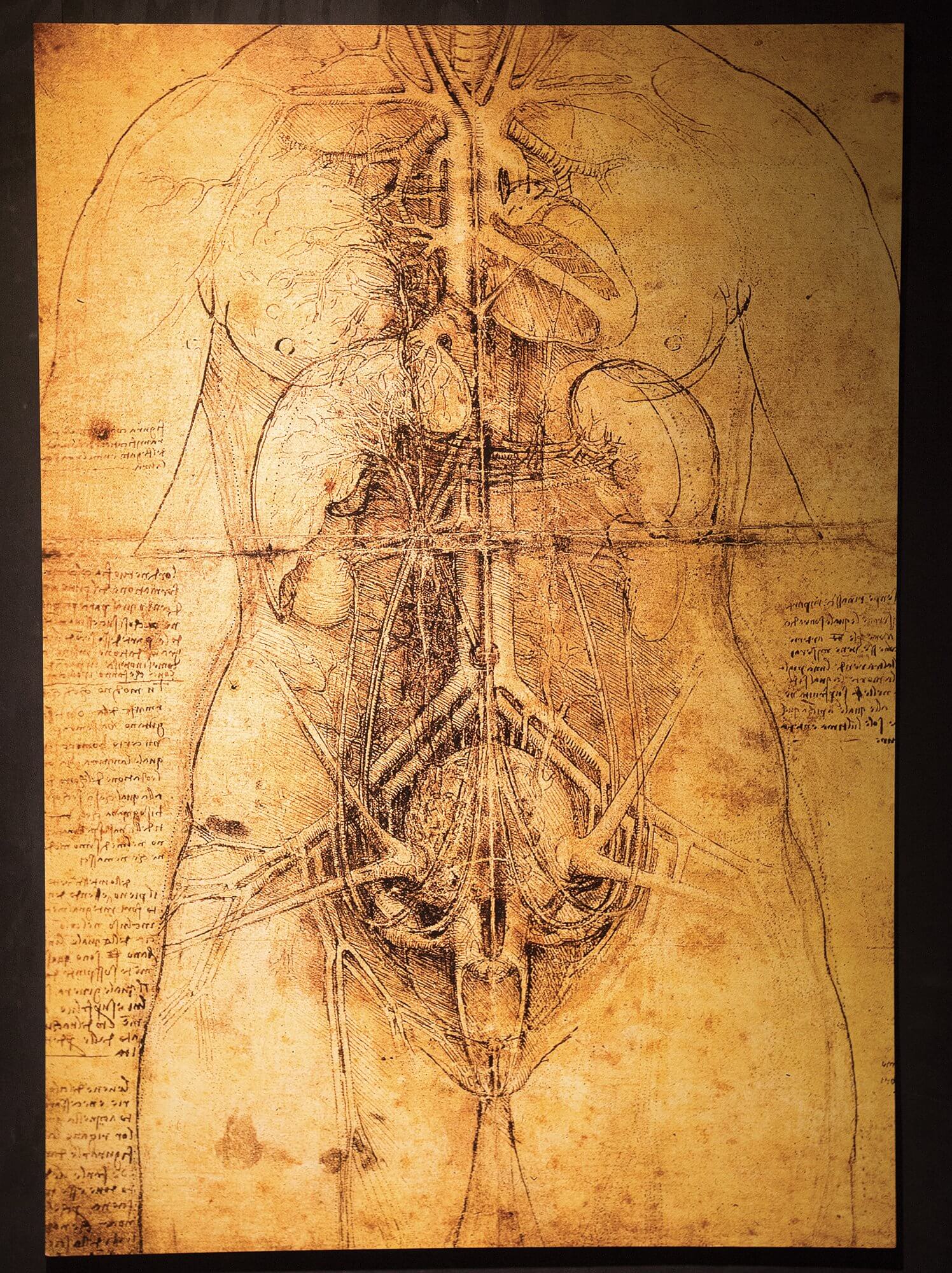 anatomy of man drawing