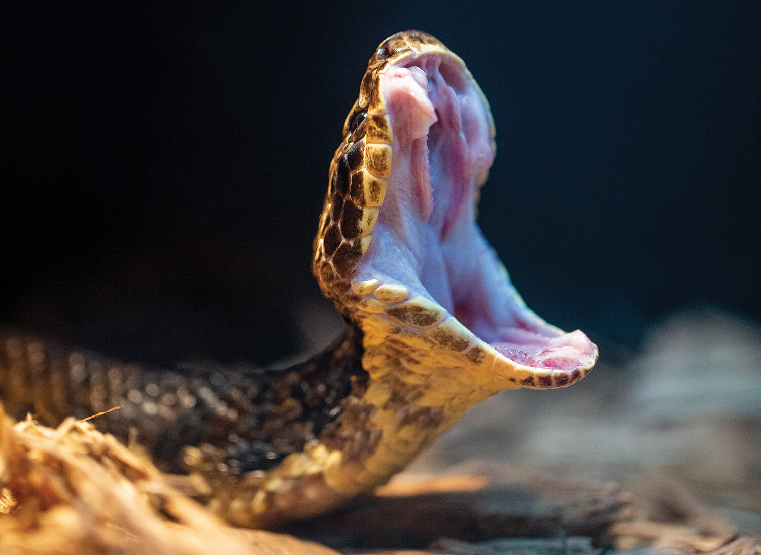 cottonmouth snake bite